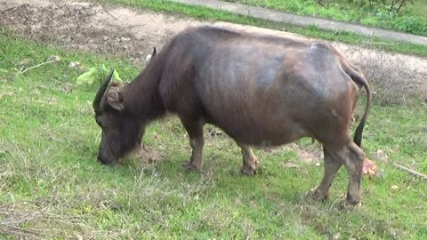 Buffaloes grazing in the field Stock Footage 332651929
