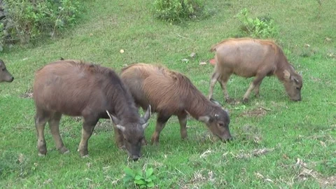 Buffaloes grazing in the field Stock Footage 332651932