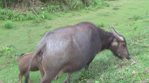 Buffaloes grazing in the field Stock Footage 332651972