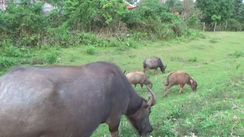 Buffaloes grazing in the field Stock Footage 332651978