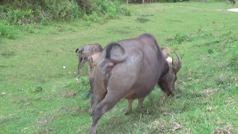 Buffaloes grazing in the field Stock Footage 332652013