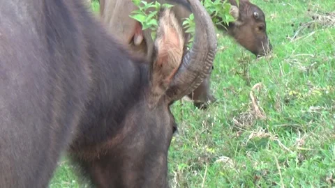 Buffaloes grazing in the field Stock Footage 332652019