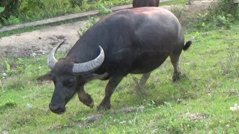 Buffaloes grazing in the field Stock Footage 332652076
