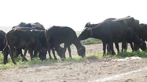 Buffaloes grazing grass 스톡 동영상 54652848