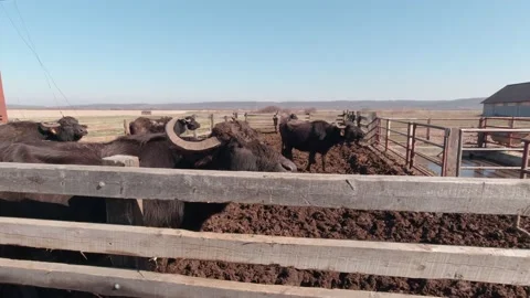 Buffaloes In The Mud Stock Footage 186046280