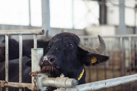 The buffaloes in the pen stuck out their heads to graze. Stock Photos