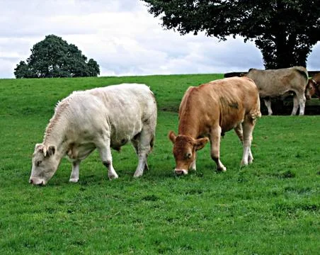 Buffaloes 库存照片