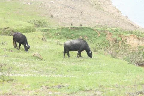 Buffaloes Photos