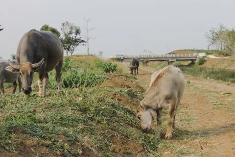 Buffaloes Stock Photos