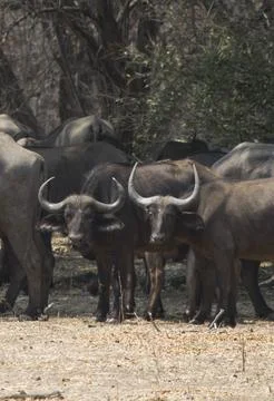 Buffaloes Stock Photos