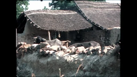 Buffaloes Resting by Mud House Stock Footage 276292801