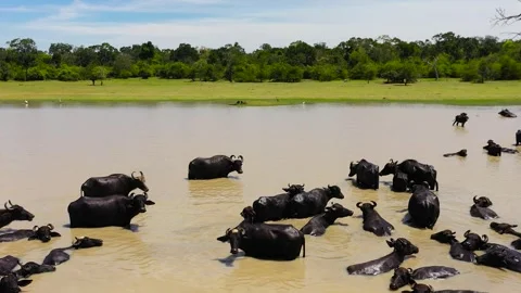Buffaloes in the river. Sri Lanka. Stock Footage 241675990