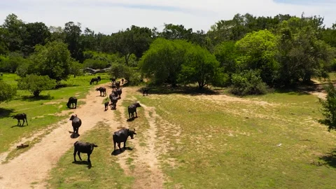 Buffaloes in Sri Lanka. Stock Footage 245881390