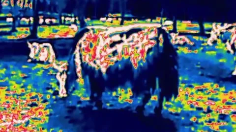 Buffaloes in sun spots infrared Stock Footage 328424294