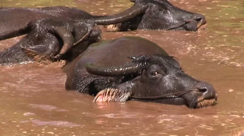 Buffaloes take a bath in the mud 库存影片 45933650