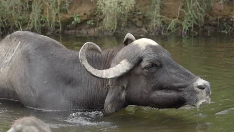 Buffaloes taking bath Stock Footage 134748987