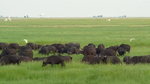 Buffalos and birds Stockbeeldmateriaal 318088839