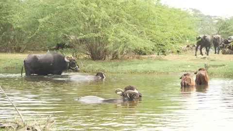 Buffalos and rams sitting inside a small river Video stock 225687055