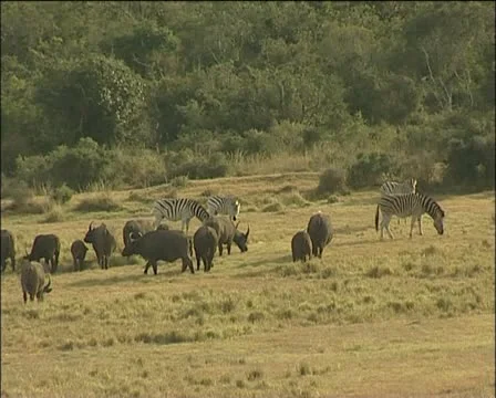 Buffalo's and zebra Stock Footage 11627533