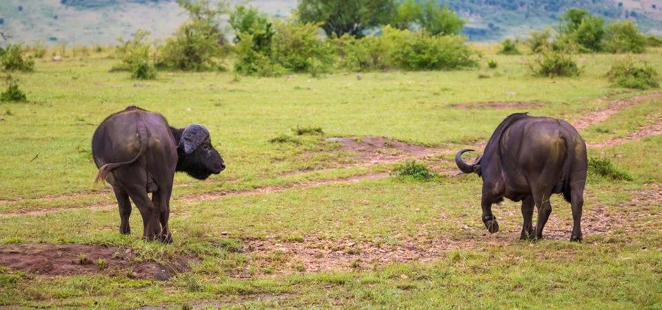 Buffalos are standing in the savannah in the middle of a national park in Ken Stock Photos