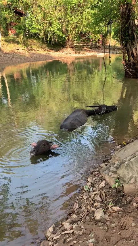 Buffalos bathing on a river in Don Det island Видео 343157806