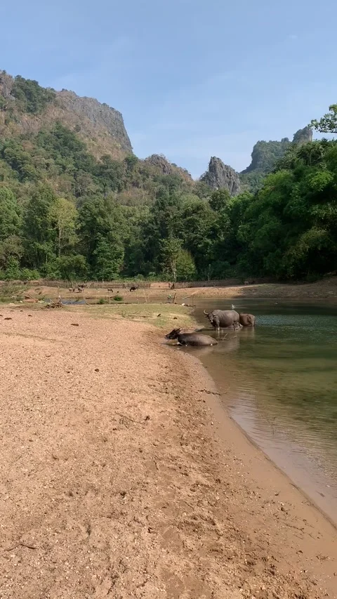 Buffalos bathing on a river in Kong Lor 動画素材 343178429