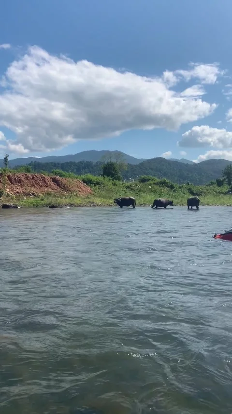 Buffalos bathing on a river in Vang Vieng Vídeos de archivo 343320282