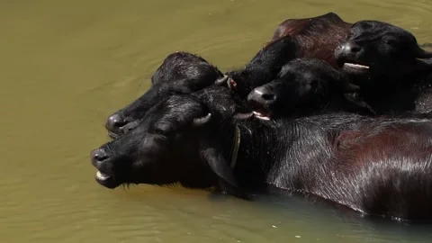 Buffalos bathing in a small stream in sun light Stock Footage 145207023