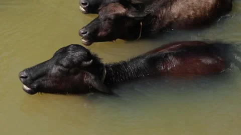 Buffalos bathing in a small stream in sun light Stock Footage 145207055