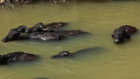 Buffalos bathing in a small stream in sun light Stock Footage 145207062
