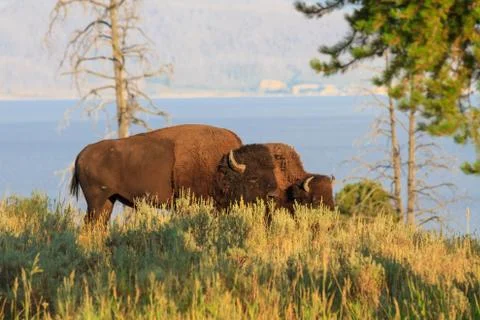 Buffalos / bisons in high grass in yellowstone national park, wyoming Stock Photos