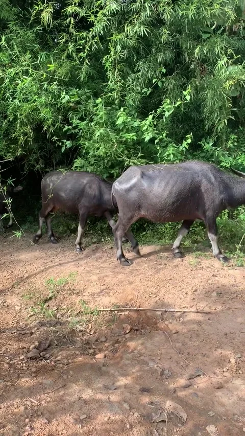 Buffalos in Don Det island Видео 343157719