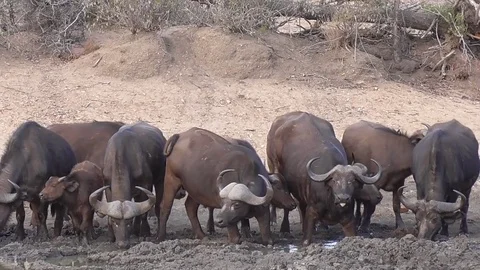 Buffalos drinking water Stock Footage 82342469