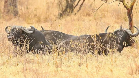 Buffalos eating grass, Kenya Stock Footage 54390137