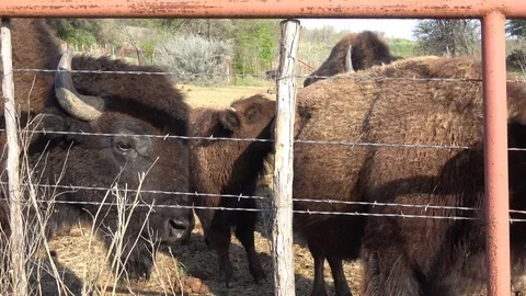 Buffalos on a farm. Stock Footage 88117282