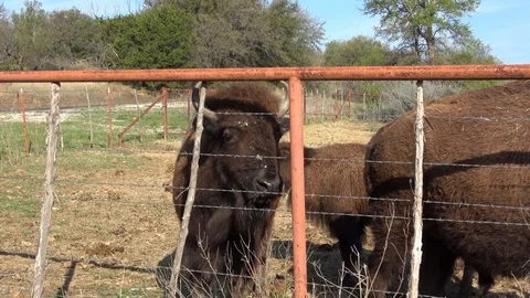 Buffalos on a farm. Stock Footage 88117283