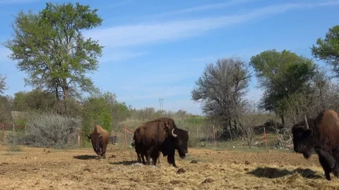 Buffalos on a farm. Stock Footage 88117346