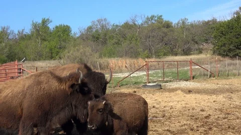 Buffalos on a farm. Stock Footage 88117351
