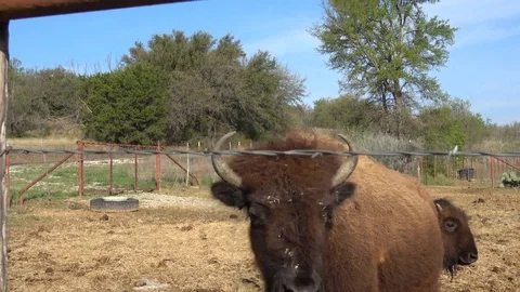 Buffalos on a farm. Stock Footage 88117461