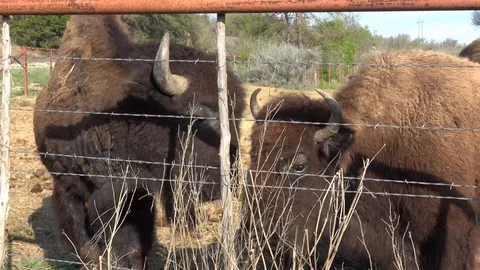 Buffalos on a farm. Stock Footage 88117487