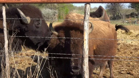 Buffalos on a farm. Stock Footage 88117540