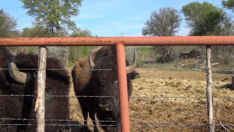 Buffalos on a farm. Stock Footage 88117602