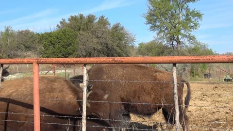Buffalos on a farm. Stock Footage 88117655