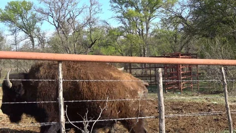 Buffalos on a farm. Stock Footage 88117665