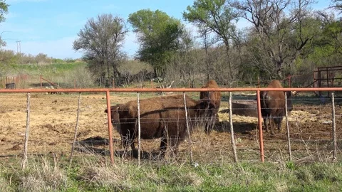 Buffalos on a farm. Stock Footage 88117720