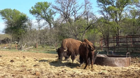 Buffalos on a farm. Stock Footage 88117733