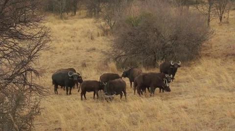 Buffalos in the field Stock Footage 51718012