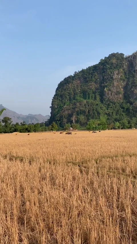 Buffalos on a field in Kong Lor Видео 343178279