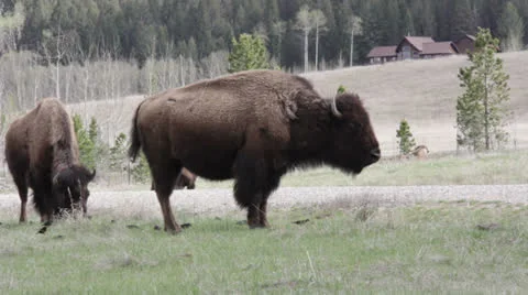 Buffalos in the Grass Stock Footage 25796152