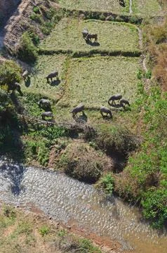 Buffalos Graze on Field Stock Photos
